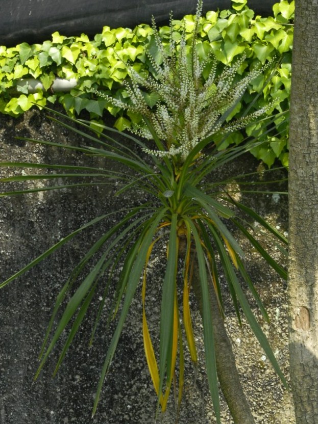 Dei piccoli fiori bianchi.- Cordyline australis